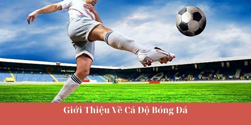 Giới Thiệu Về Cá Độ Bóng Đá